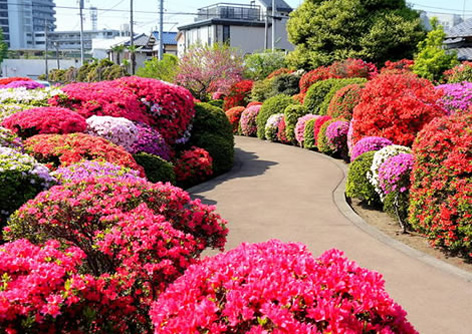 烏山つつじ緑地