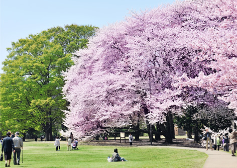 砧公園
