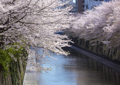 目黒川の桜