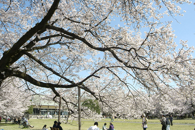 小金井公園