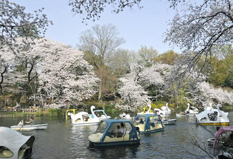 善福寺公園