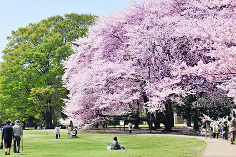 砧公園