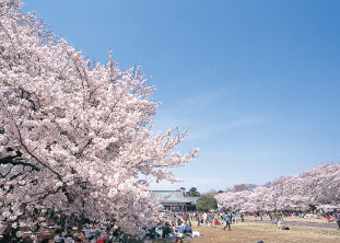 小金井公園