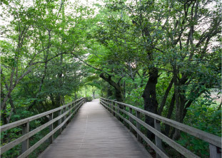 石神井公園
