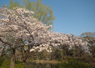 石神井公園