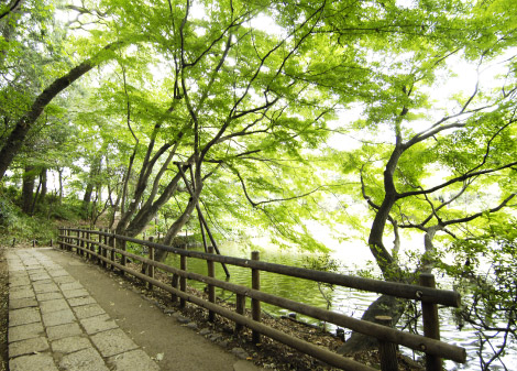 善福寺公園