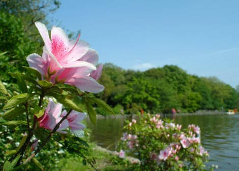 善福寺公園
