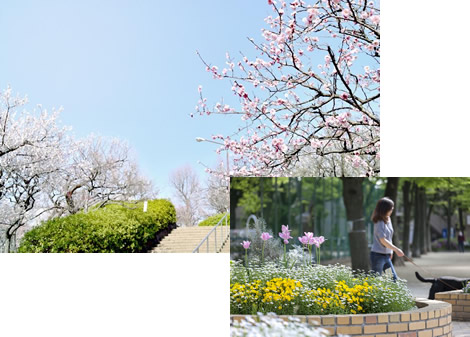 羽根木公園(世田谷区)