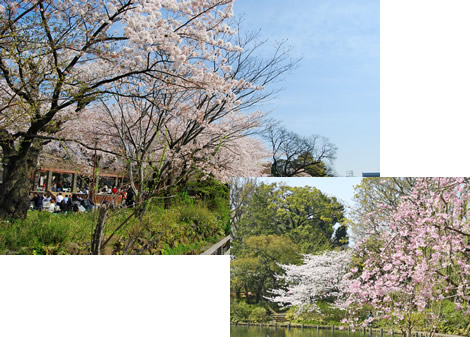 洗足池公園(大田区)