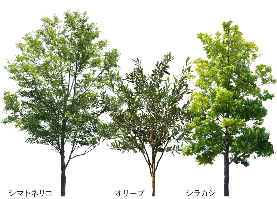 シマトネリコ オリーブ シラカシ