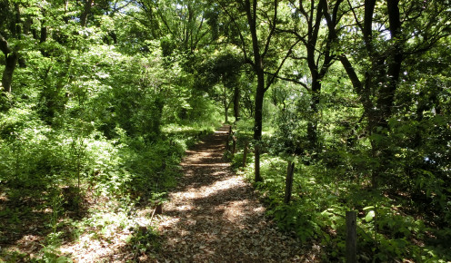矢川緑地保全地域