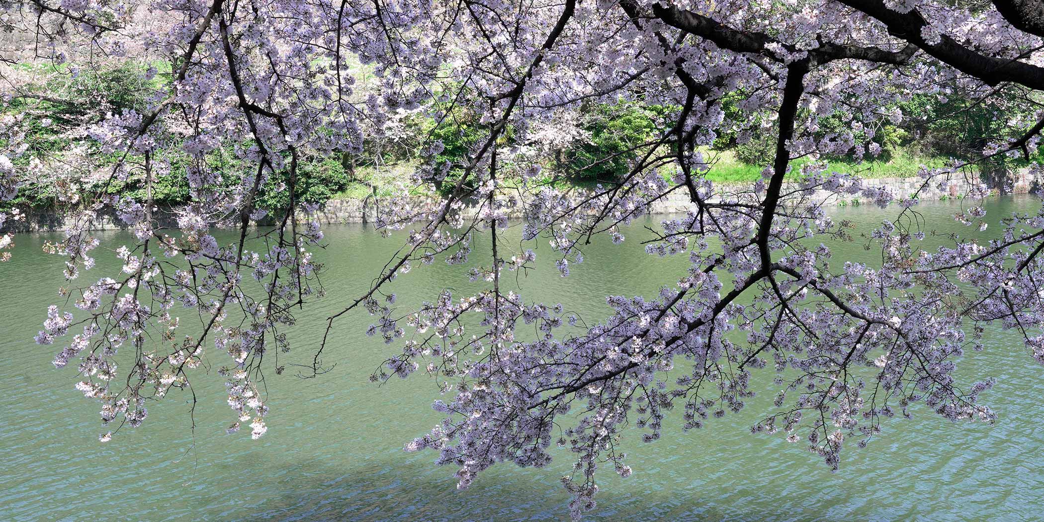 千鳥ヶ淵の桜(徒歩6分／約450m)