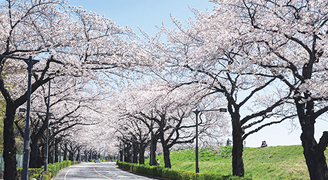 「パークホームズ調布桜堤通り」の目の前には、美しい桜並木が続きます