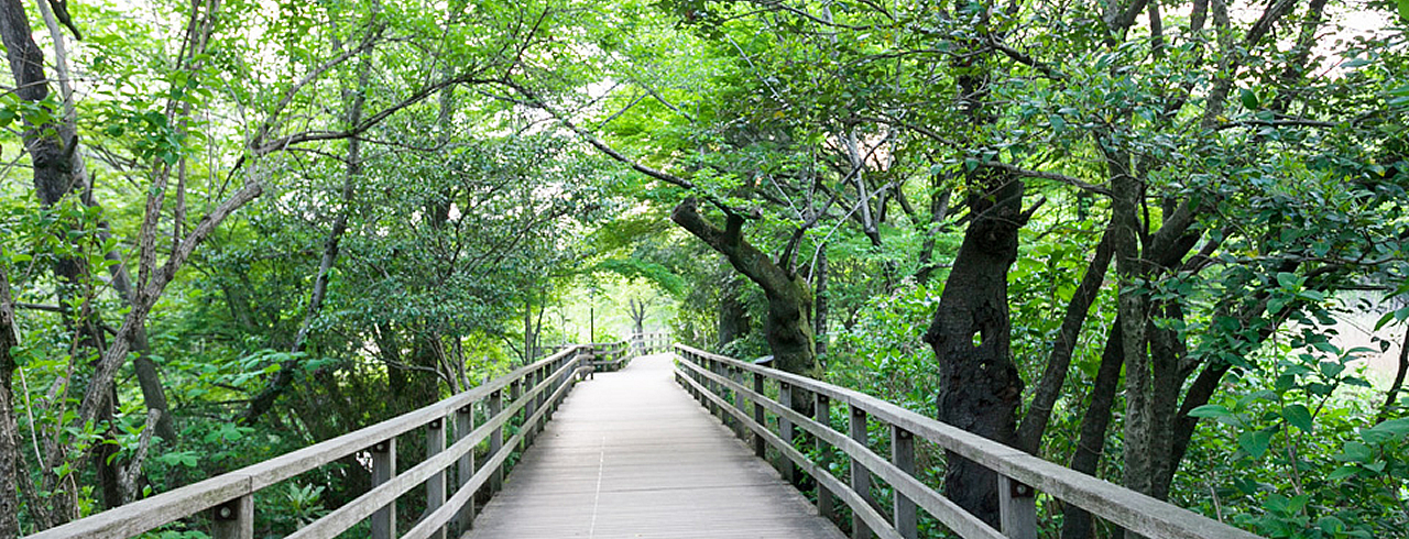 石神井公園