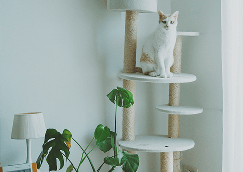 引っ越してきてから猫を飼い始めたことも生活の大きな変化。「前は賃貸マンションだったので諦めていました。ここはペット可とわかっていたので、念願かなって仲良く同居しています（笑）」